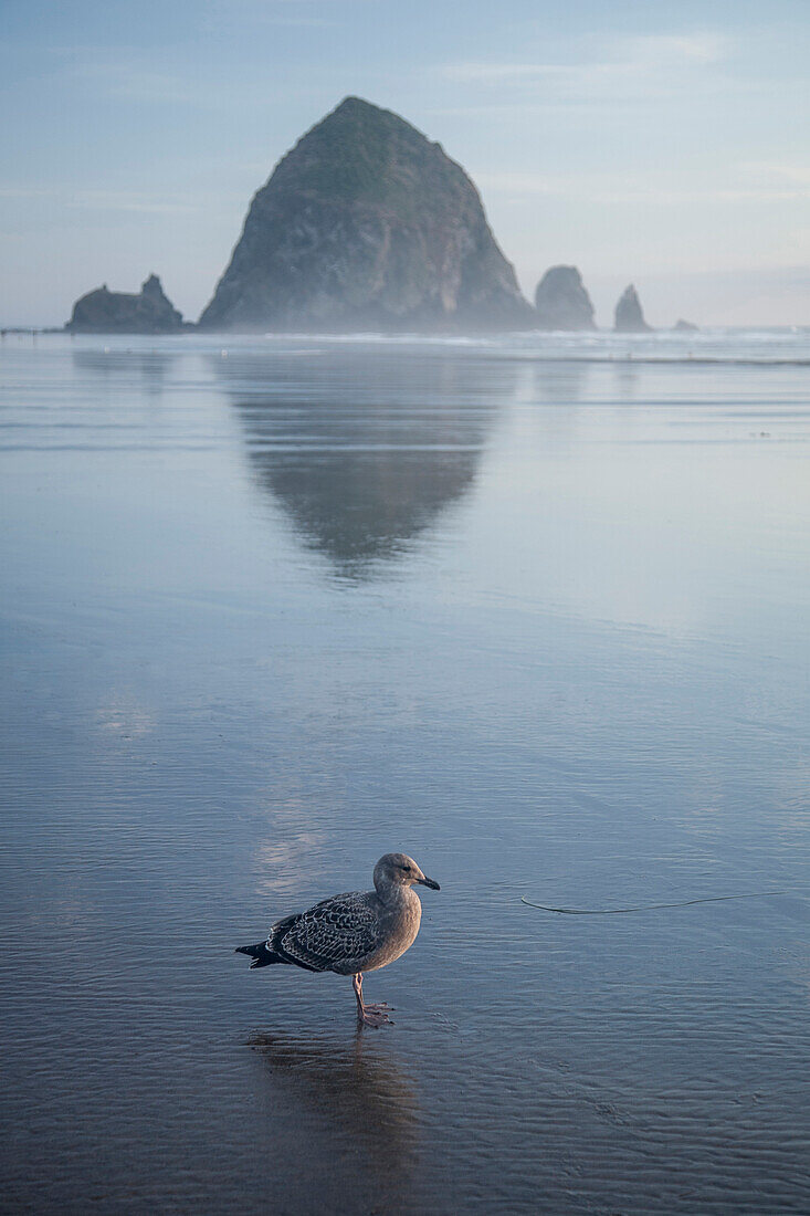 Seagull near Haystack Rock reflecting in ocean, Cannon Beach, Oregon, United States, Cannon Beach, Oregon, USA