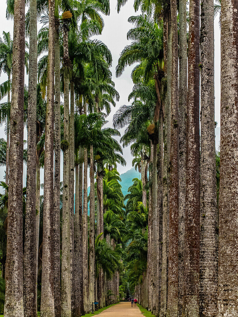 Brazil, Rio de Janeiro, Botanic garden, alley of royal palm trees