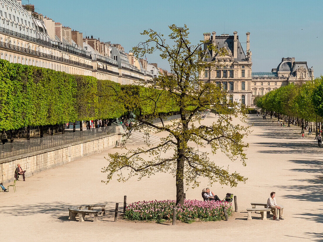 France, Paris, Tuileries Garden along Rivoli street