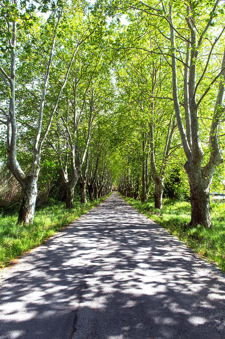 France, South Eastern France, near St Rémy de Provence, plane trees on a tiny road