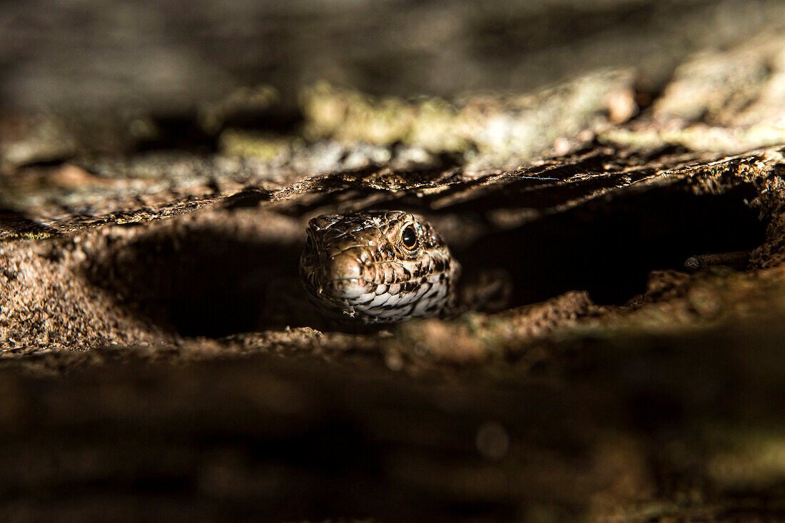 France, Central France, Allier, Le Brethon, lizard, close up