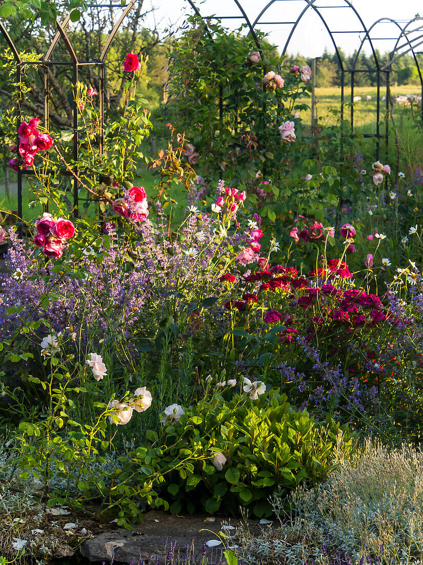 France, Flowers in a garden in Jura