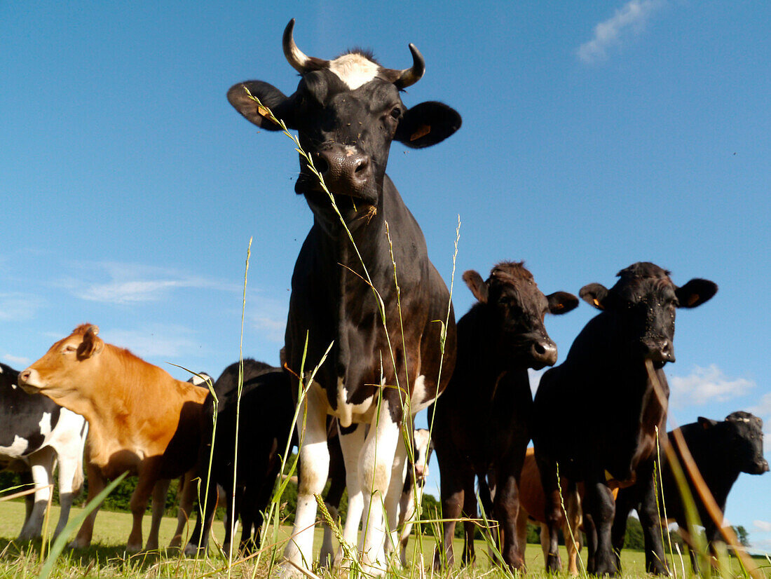 France, Brittany, Black and white milk cows in a field in summer