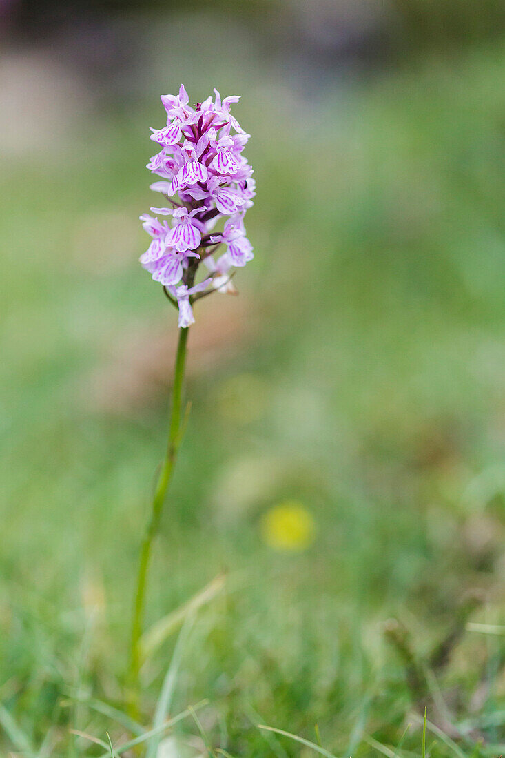 Europe, France, South Western France, Hautes-Pyrénées, Suyen lake, common spotted orchid