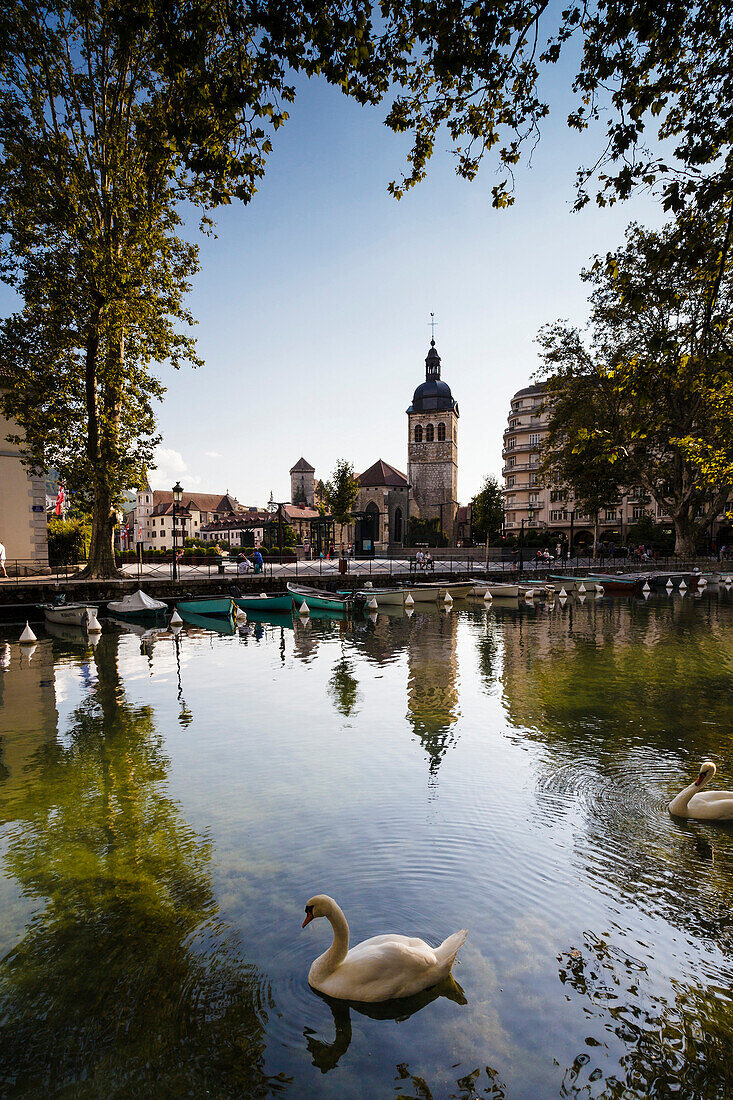 Europe, France, Rhone-Alpes, Haute-Savoie, Annecy, swans on Vassé canal