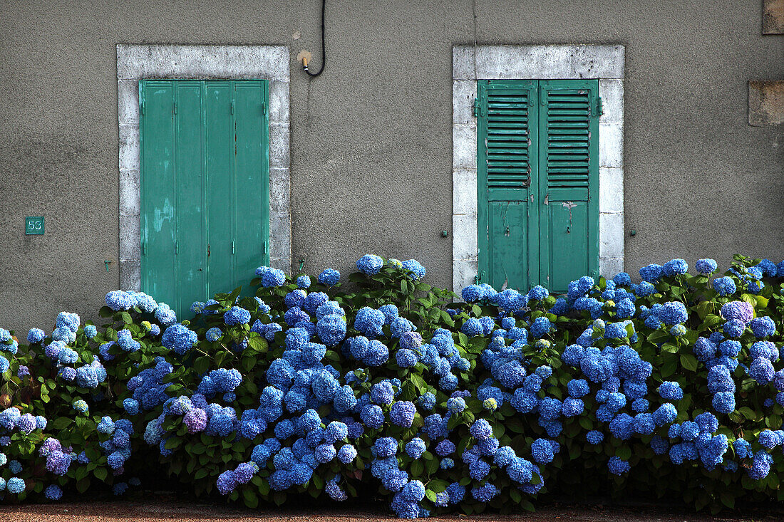 Façade of a house with green shutters and a blue hydrangea bush
