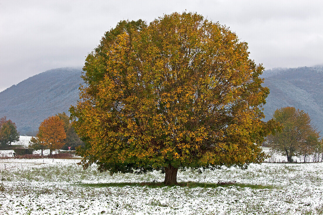 France, Haute Garonne, maple, autumn landscape in Comminges