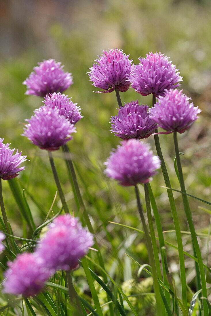 Close up on flowers Chives