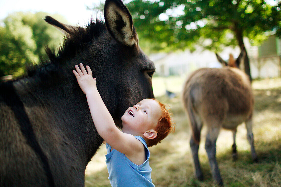 Young boy kissing a donkey in a field in the country, other donkey in background