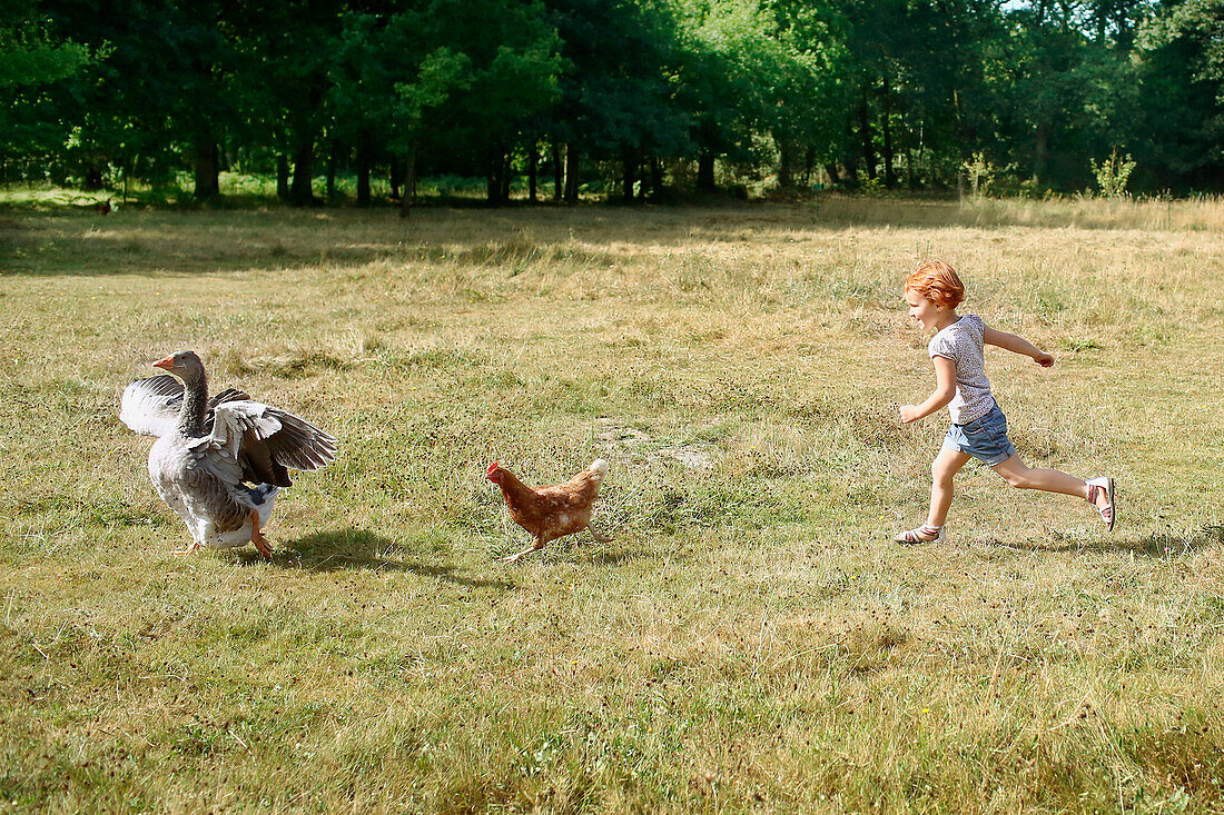 Young ginger girl chasing a chicken chasing a goose in a wheat field in summer
