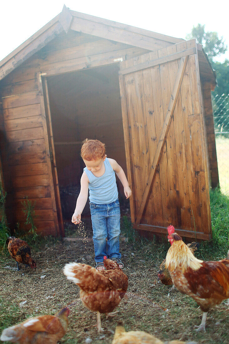 Young ginger boy feeding chickens and roosters in front of a hen-house