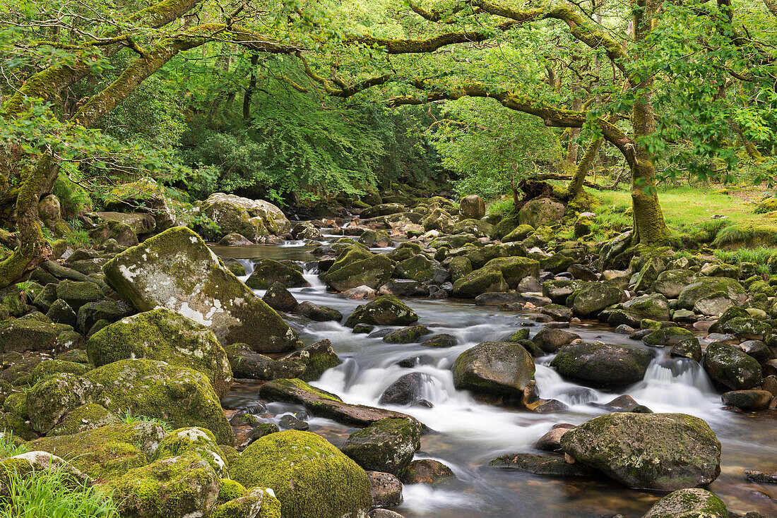 Rocky River Plym flowing through Dewerstone Wood, Dartmoor, Devon, England, United Kingdom, Europe