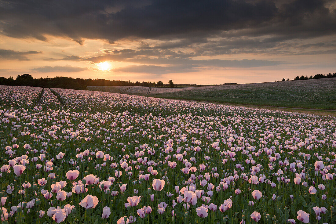 Opium poppies at sunset, Oxfordshire, England, United Kingdom, Europe