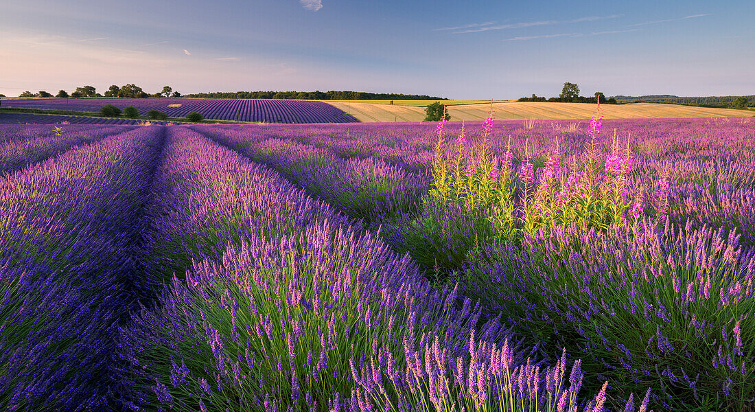 Rosebay willowherb (Chamerion angustifolium) flowering in a field of lavender, Snowshill, Cotswolds, Gloucestershire, England, United Kingdom, Europe