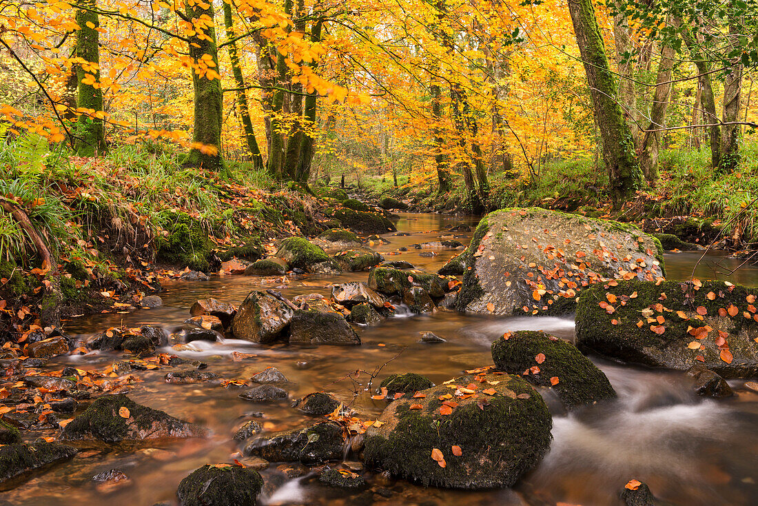 River Teign surrounded by autumnal trees, Dartmoor, Devon, England, United Kingdom, Europe