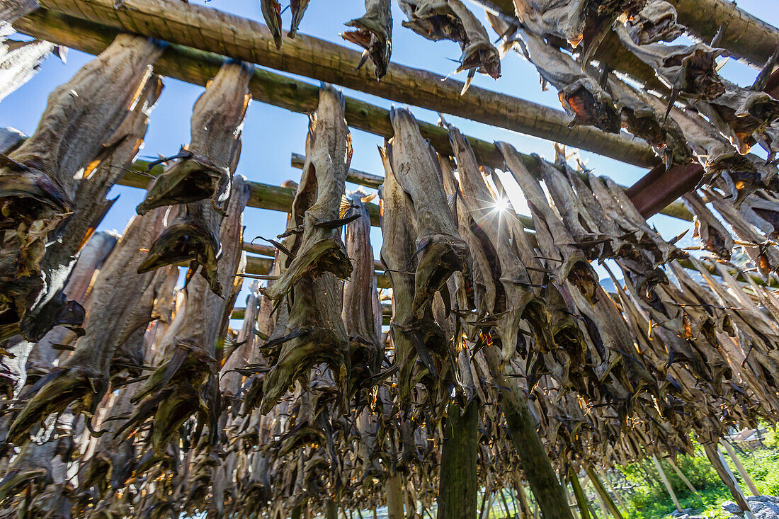 Cod Stockfish.Industrial Fishing in Norway Stock Photo - Image of