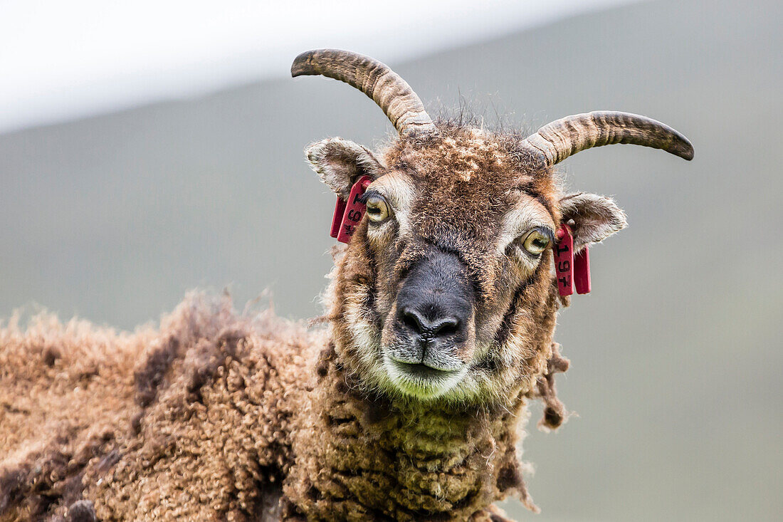 An ancient form of sheep called the Soay roaming the stone remains of the evacuated village on Hirta, St. Kilda Archipelago, Scotland, United Kingdom, Europe