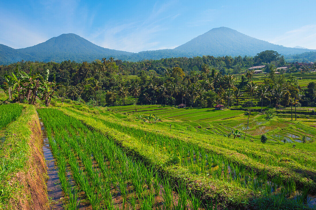 Rice terraces, Jatiluwih, UNESCO World Heritage Site, Bali, Indonesia, Southeast Asia, Asia