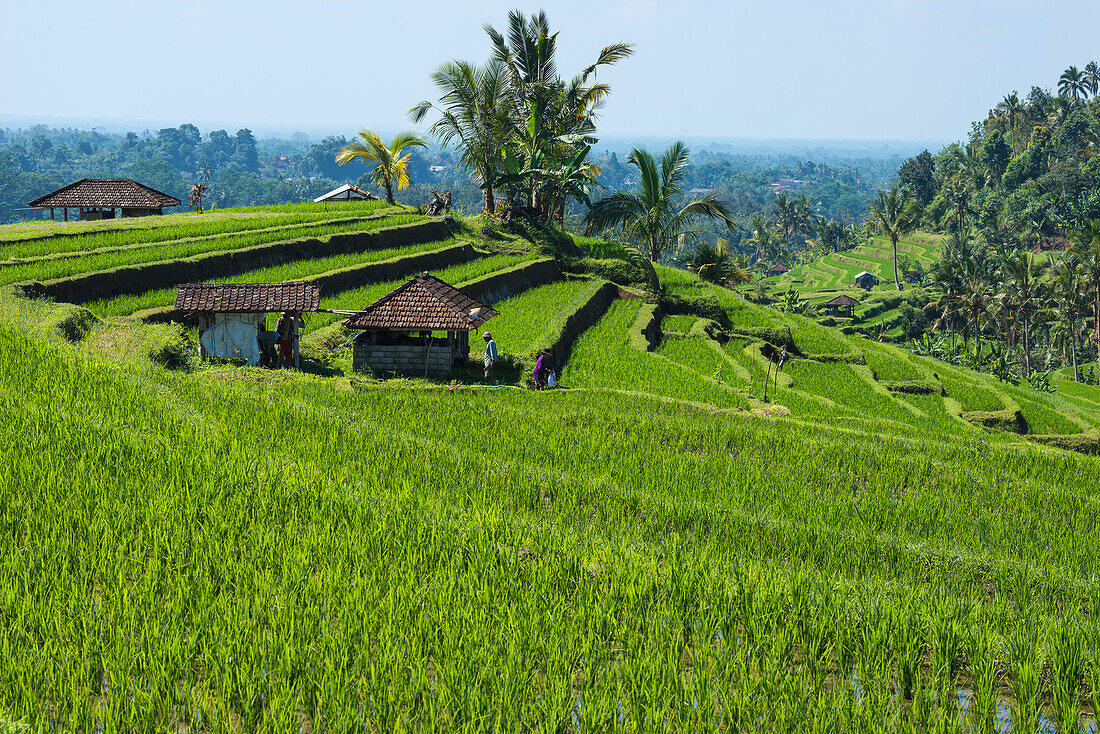 Rice terraces, Jatiluwih, UNESCO World Heritage Site, Bali, Indonesia, Southeast Asia, Asia