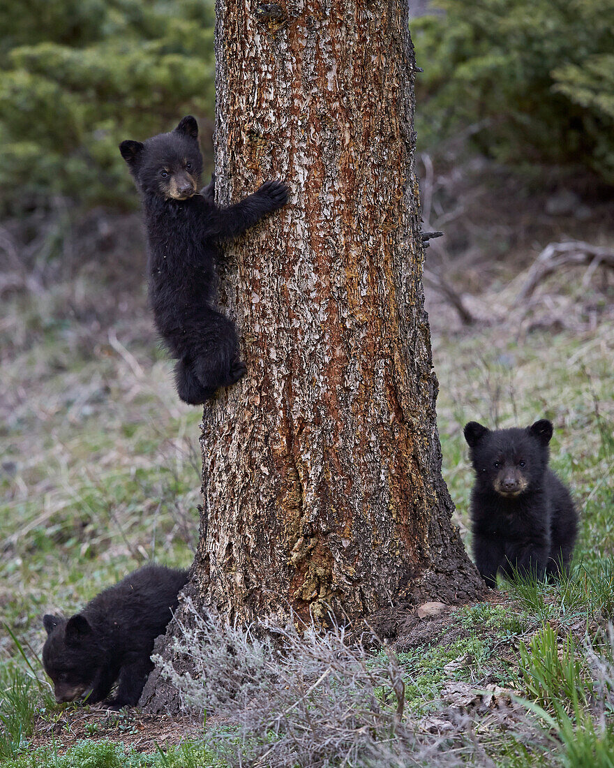 Three black bear (Ursus americanus) cubs of the year, Yellowstone National Park, Wyoming, United States of America, North America