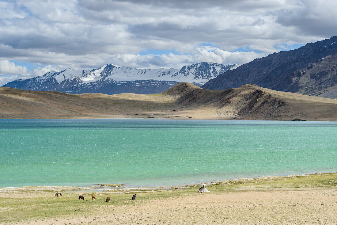 Horses and nomad tents on the shores of Tso Thadsang Karu, Ladakh, India, Asia
