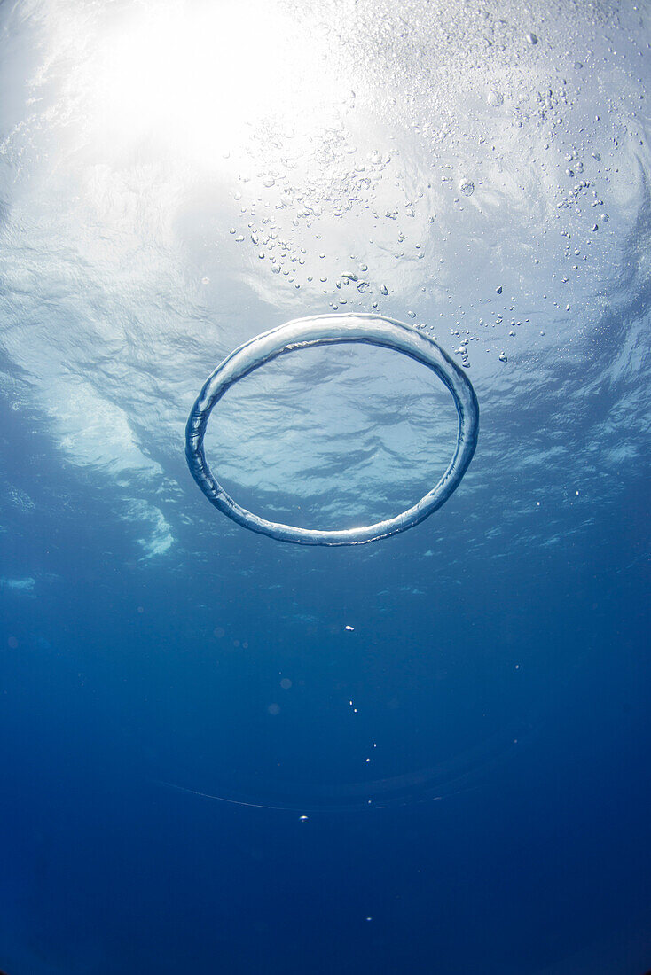 Bubble ring, Bahamas, West Indies, Central America
