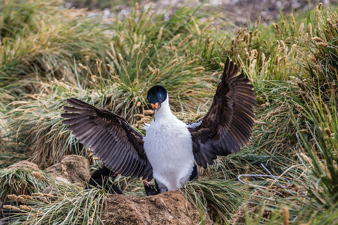 Adult imperial shag (Phalacrocorax atriceps) landing at nest site on New Island, Falkland Islands, U.K. Overseas Protectorate, South America