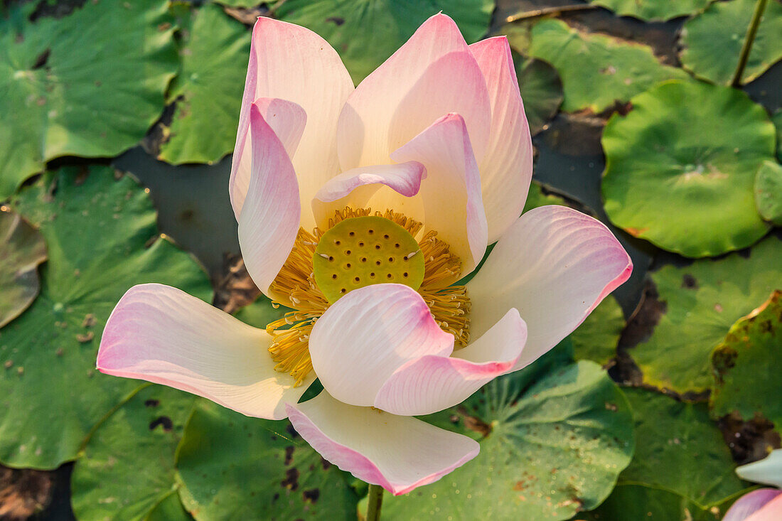 Lotus flower (Nelumbo nucifera), near the village of Kampong Tralach, Cambodia, Indochina, Southeast Asia, Asia