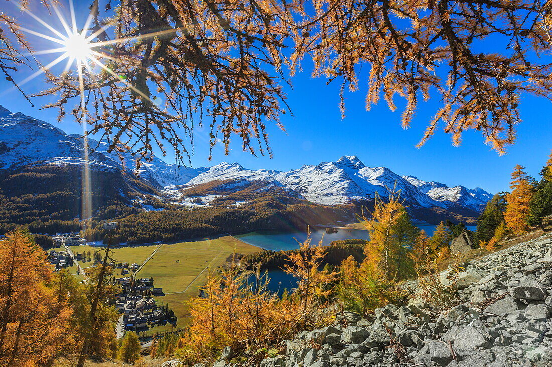 The sun shines through the branches of larch trees overlooking the village of Sils im Engadin with its famous lake, Engadine, Graubunden, Swiss Alps, Switzerland, Europe