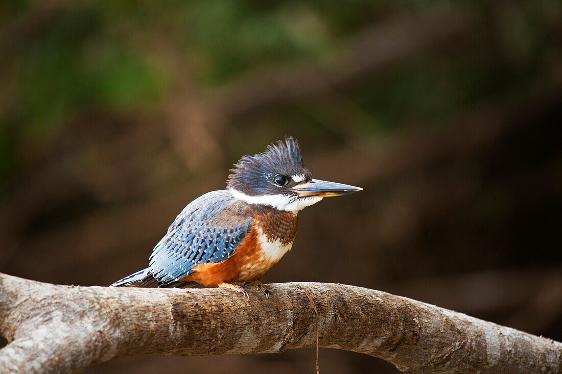 Ringed kingfisher (Megaceryle torquata), Mato Grosso do Sul, Brazil, South America