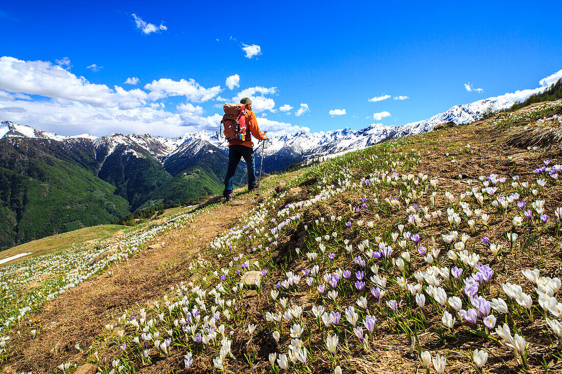 Hiker walking along a trail surrounded by spring flowers near Cima della Rosetta in the Orobie Alps, Lombardy, Italy, Europe