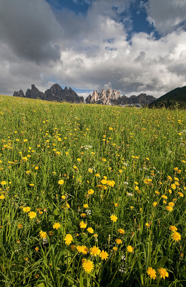 A threatening sky contrasting with a blooming field in the Puez-Odle National Park, Dolomites, South Tyrol, Italy, Europe