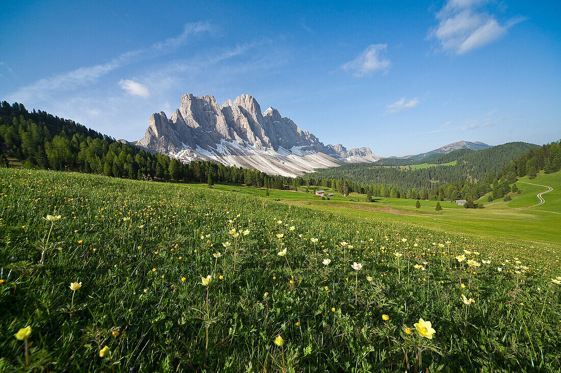 Spring flowers blooming in the fields surrounding the Puez-Odle National Park, Dolomites, South Tyrol, Italy, Europe