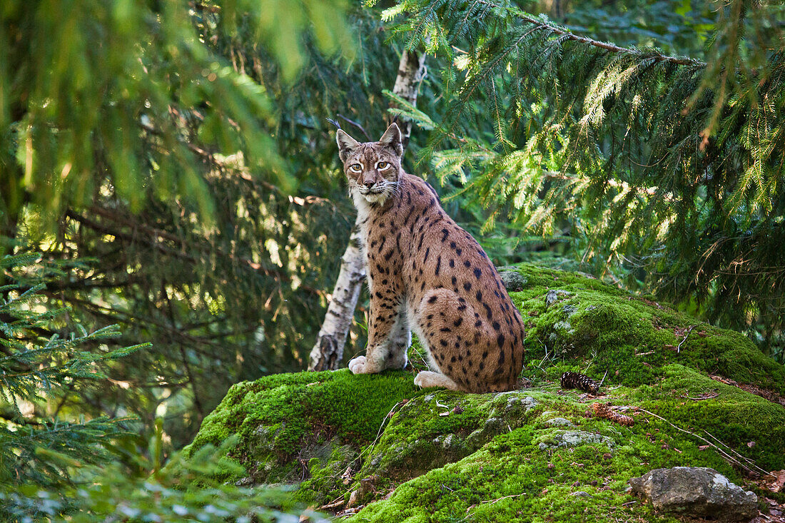 A lynx in the Bavarian National Park, Bavaria, Germany, Europe