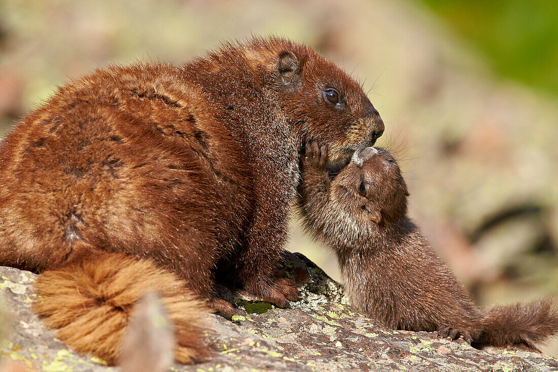 Young yellow-bellied marmot (yellowbelly marmot) (Marmota flaviventris) adult and young, San Juan National Forest, Colorado, United States of America, North America