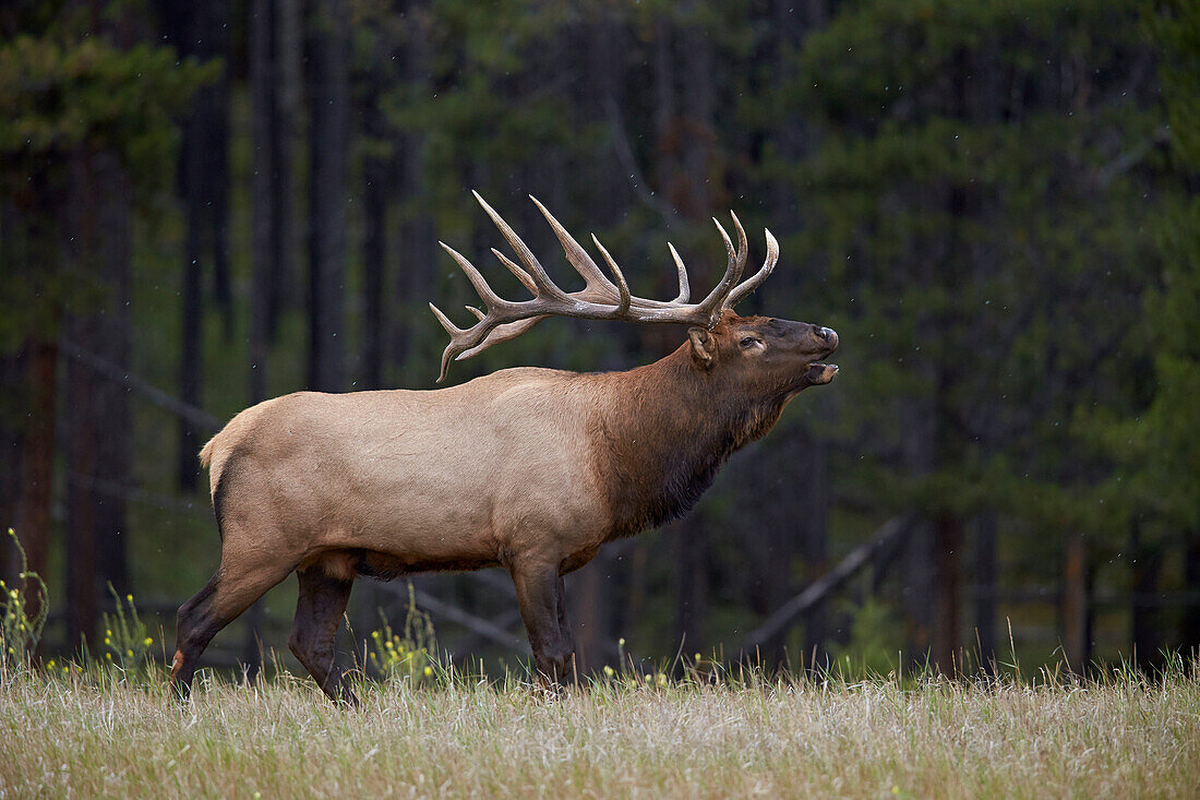 Bull elk (Cervus canadensis) bugling in the fall, Jasper National Park, UNESCO World Heritage Site, Alberta, Canada, North America