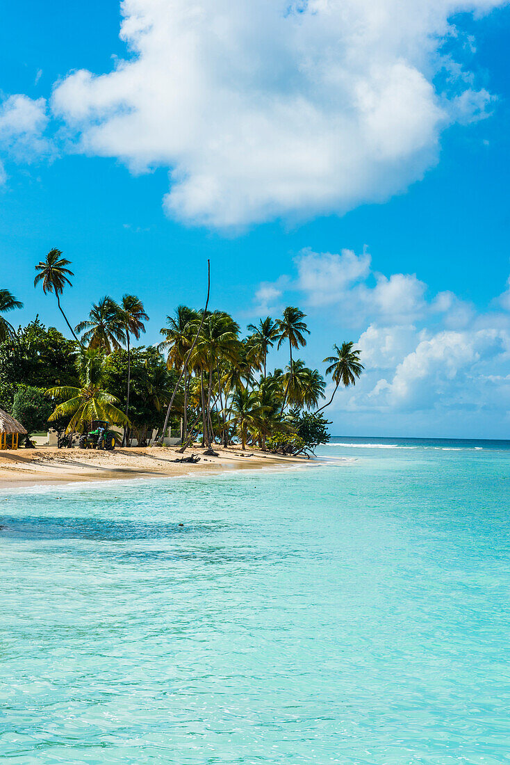 Sandy beach and palm trees of Pigeon Point, Tobago, Trinidad and Tobago, West Indies, Caribbean, Central America