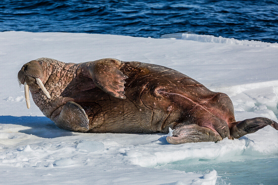 Adult bull Atlantic walrus (Odobenus rosmarus rosmarus) rolling on its back on ice in Storfjorden, Svalbard, Arctic, Norway, Scandinavia, Europe