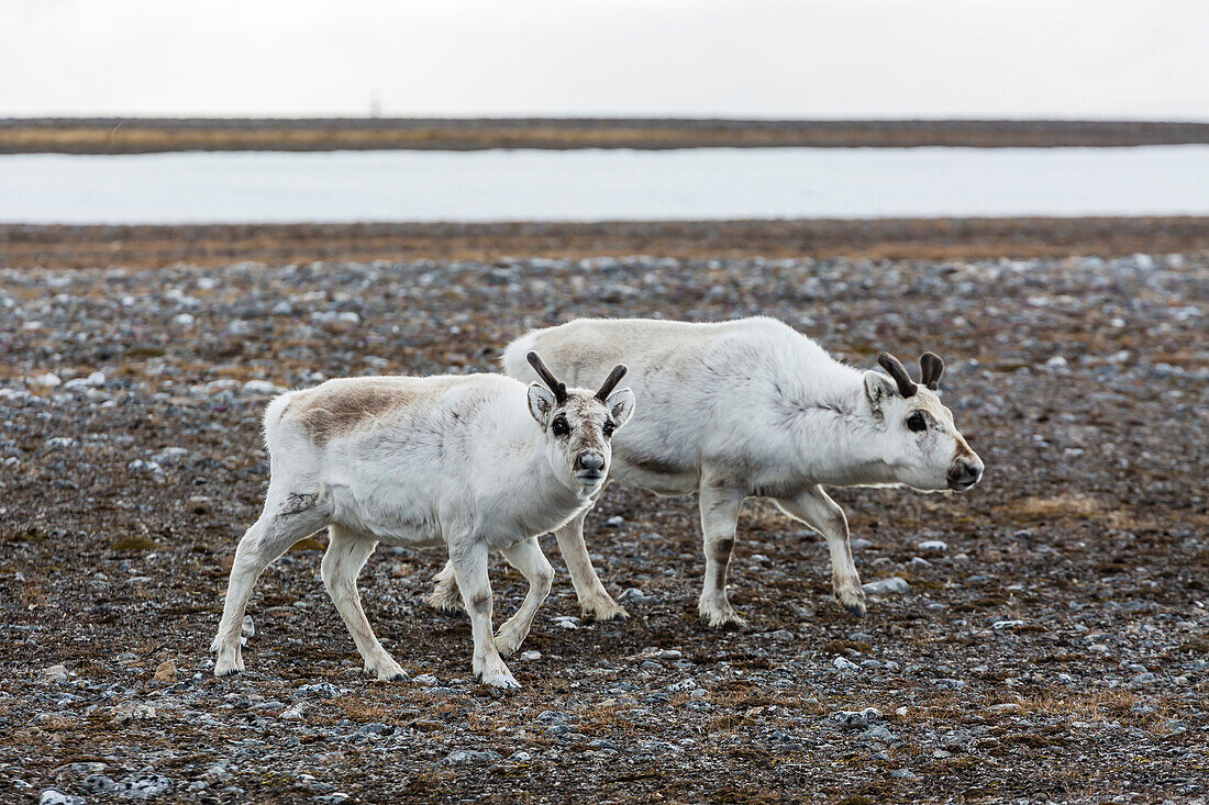 Svalbard reindeer (Rangifer tarandus) on the tundra in Varsolbukta, Bellsund, Spitsbergen, Arctic, Norway, Scandinavia, Europe