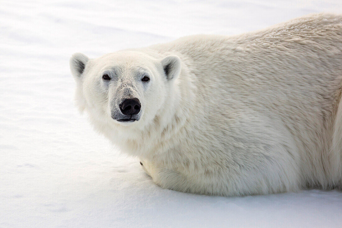 Adult polar bear (Ursus maritimus) on first year sea ice in Olga Strait, near Edgeoya, Svalbard, Arctic, Norway, Scandinavia, Europe