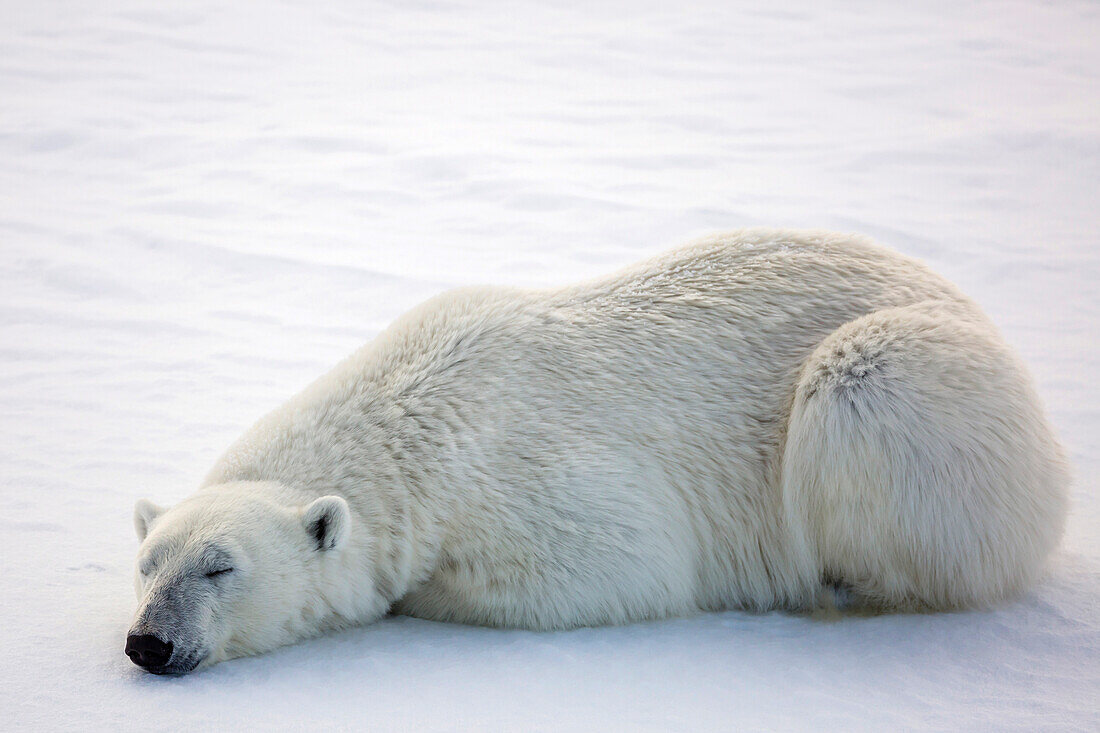 Adult polar bear (Ursus maritimus) on first year sea ice in Olga Strait, near Edgeoya, Svalbard, Arctic, Norway, Scandinavia, Europe