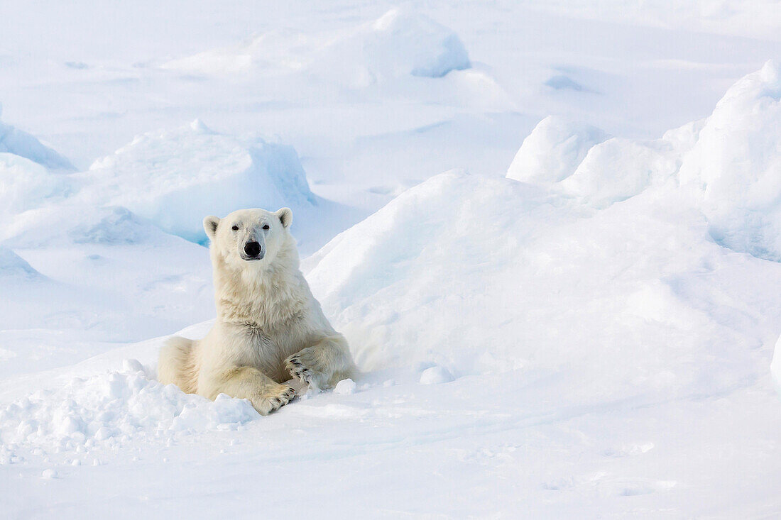 Adult polar bear (Ursus maritimus) in day bed on first year sea ice in Olga Strait, near Edgeoya, Svalbard, Arctic, Norway, Scandinavia, Europe