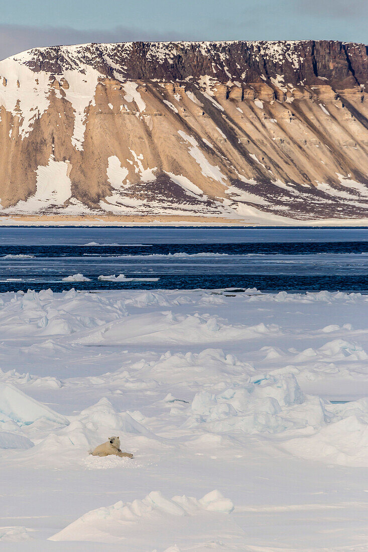 Adult polar bear (Ursus maritimus) on first year sea ice in Olga Strait, near Edgeoya, Svalbard, Arctic, Norway, Scandinavia, Europe