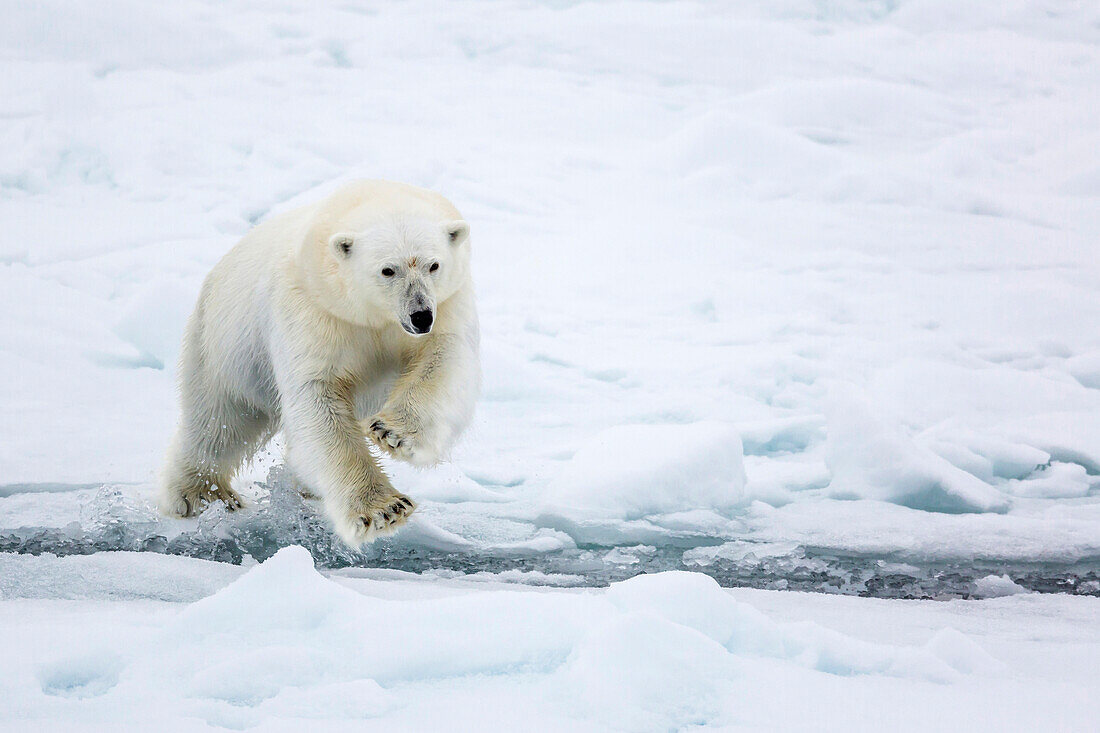 Adult polar bear (Ursus maritimus) leaping across open lead in first year sea ice in Olga Strait, near Edgeoya, Svalbard, Arctic, Norway, Scandinavia, Europe