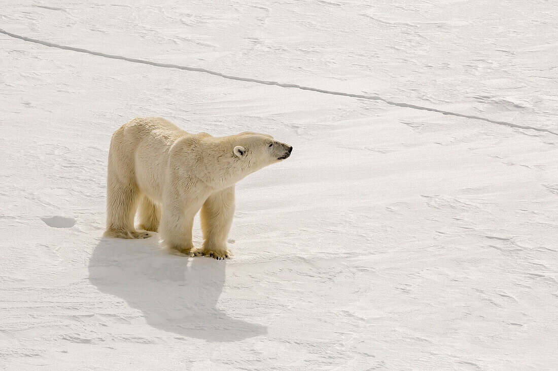 Adult polar bear (Ursus maritimus) on first year sea ice near Cape Fanshawe, Spitsbergen, Svalbard, Arctic, Norway, Scandinavia, Europe