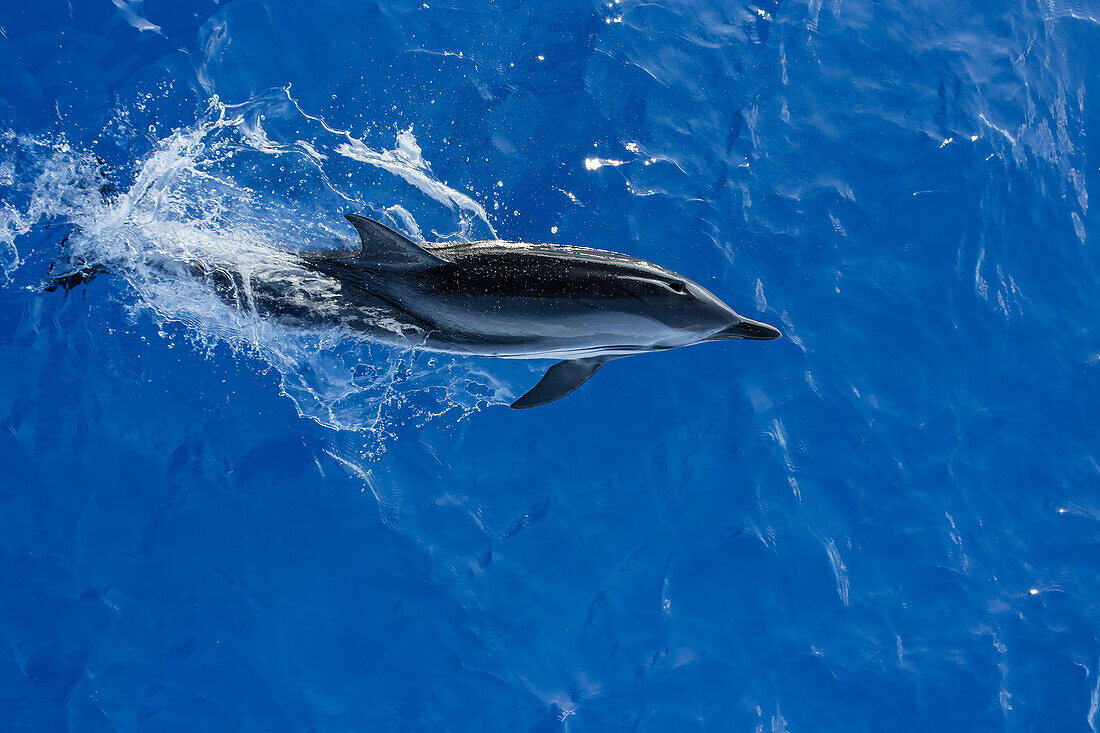 Adult striped dolphin (Stenella coeruleoalba) leaping near La Gomera, Canary Islands, Spain, Atlantic, Europe