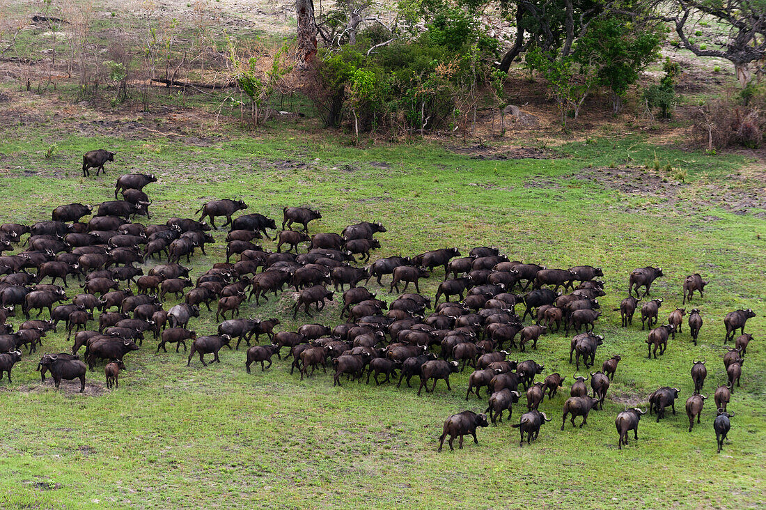 African buffalos (Syncerus caffer), aerial view, Okavango delta, Botswana, Africa