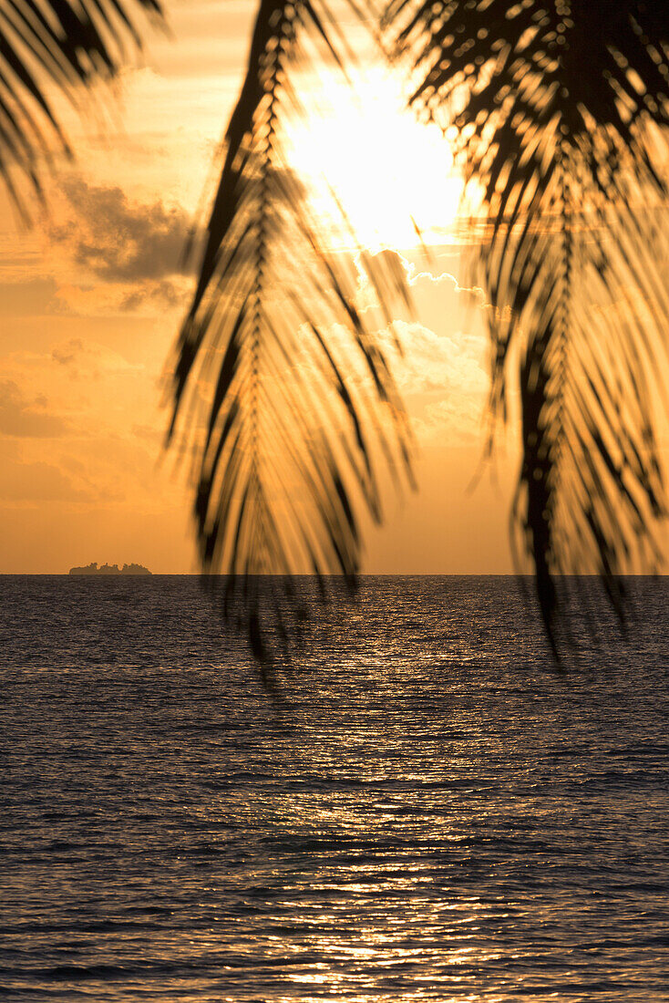 A tropical sunset through palm leaves on an island in the Maldives, Indian Ocean, Asia