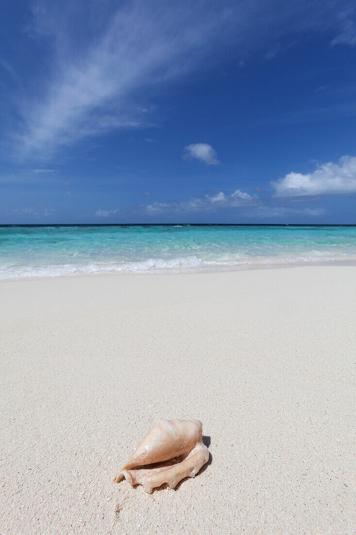 A shell washed up on a deserted beach on an island in the Maldives, Indian Ocean, Asia