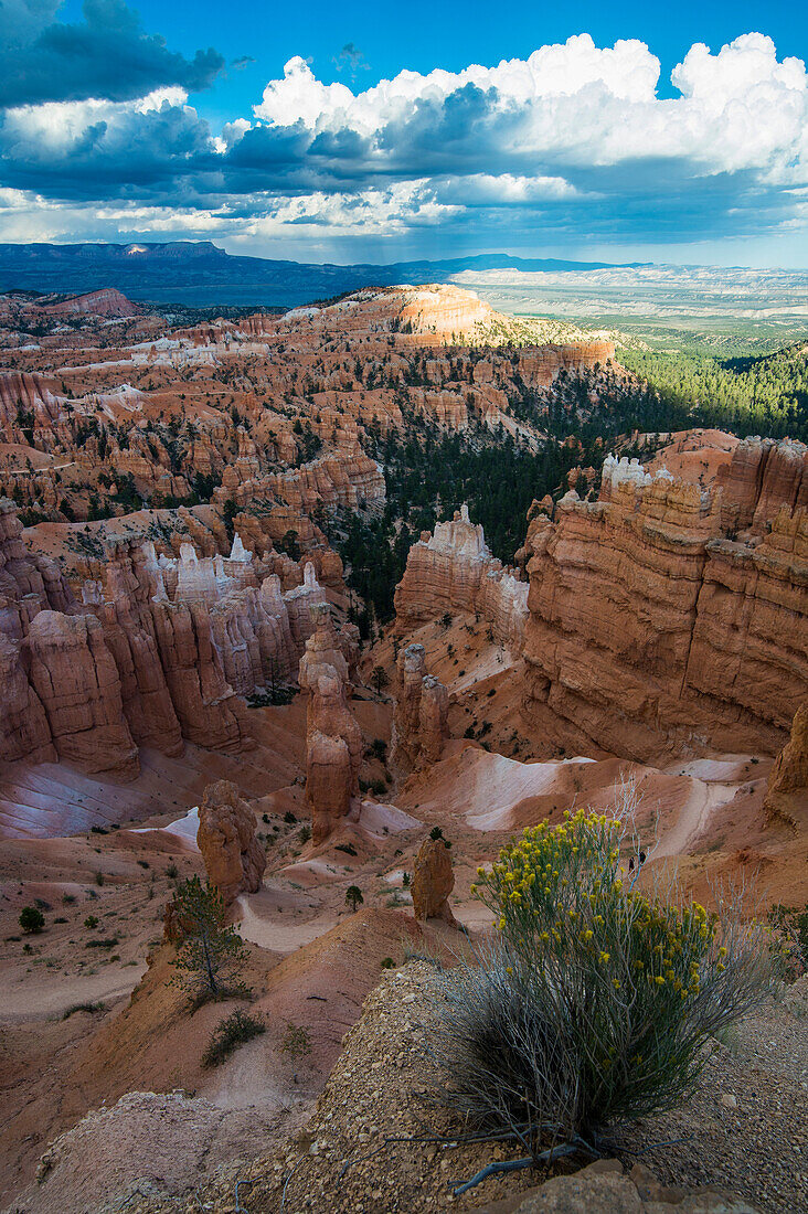 The colourful sandstone formations of the Bryce Canyon National Park in the late afternoon, Utah, United States of America, North America